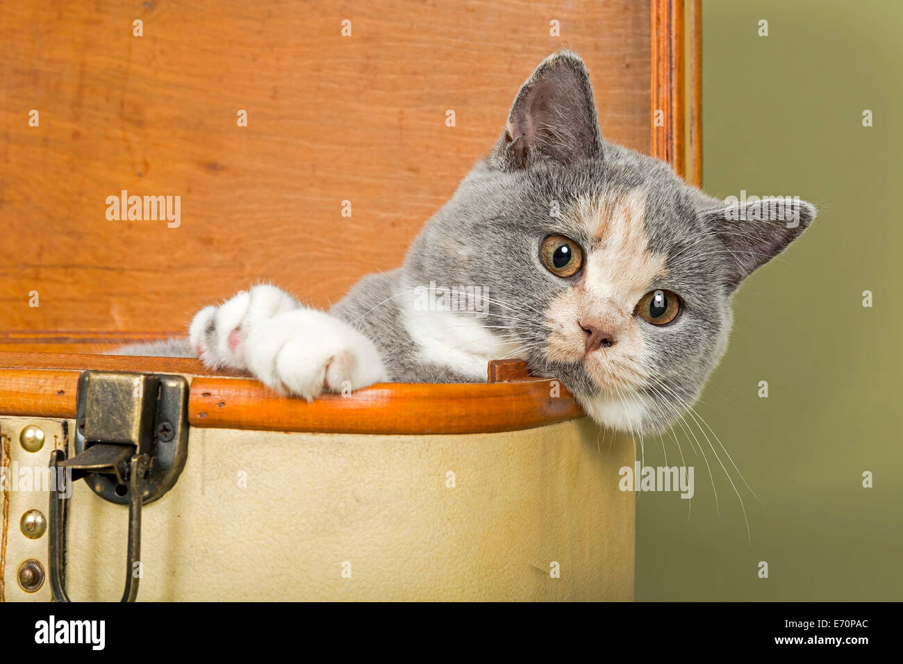 British Shorthair Cat Kitten 18 Weeks Coat Colour Blue Cream