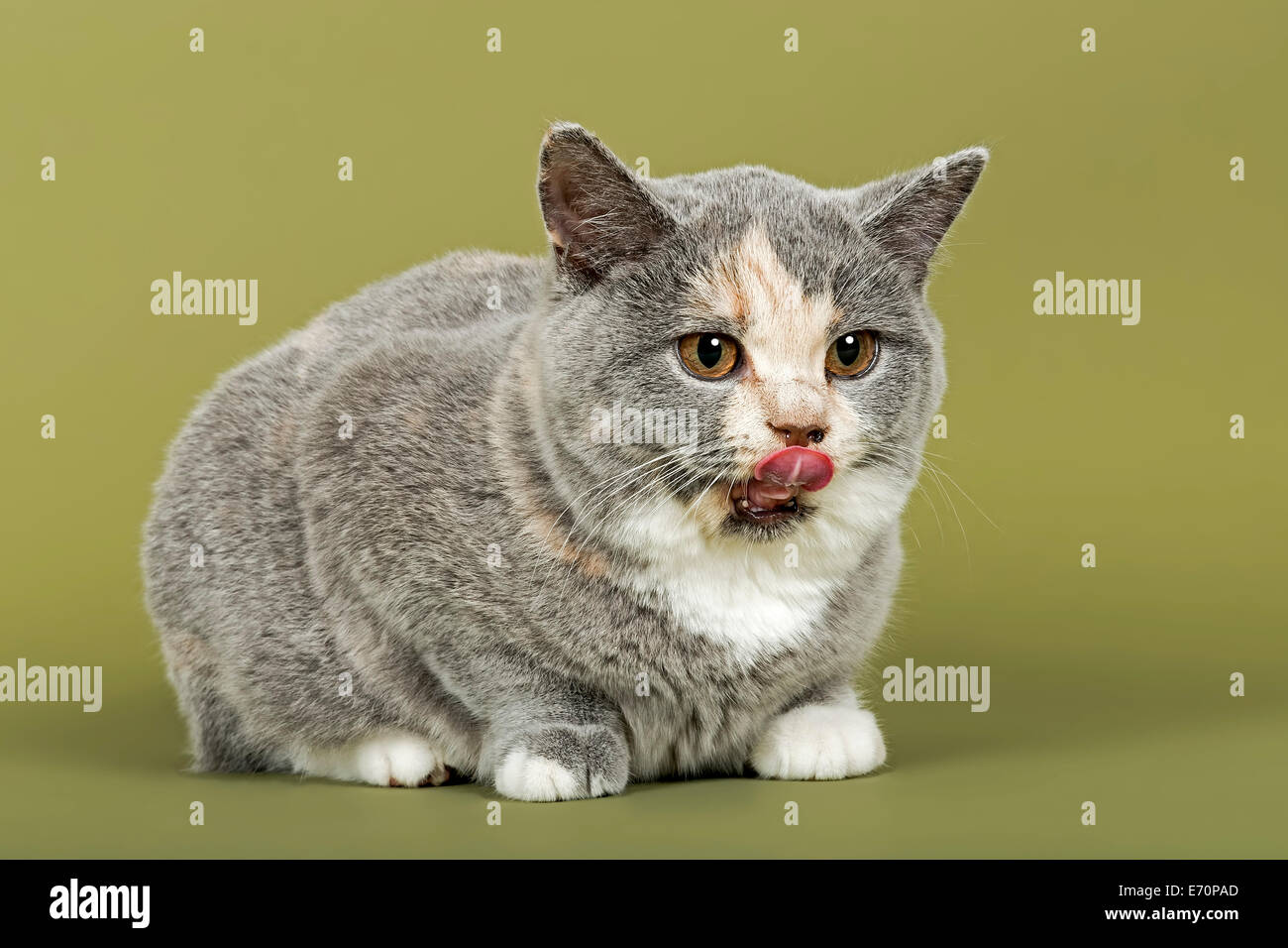 British Shorthair Cat Kitten 18 Weeks Coat Colour Blue Cream