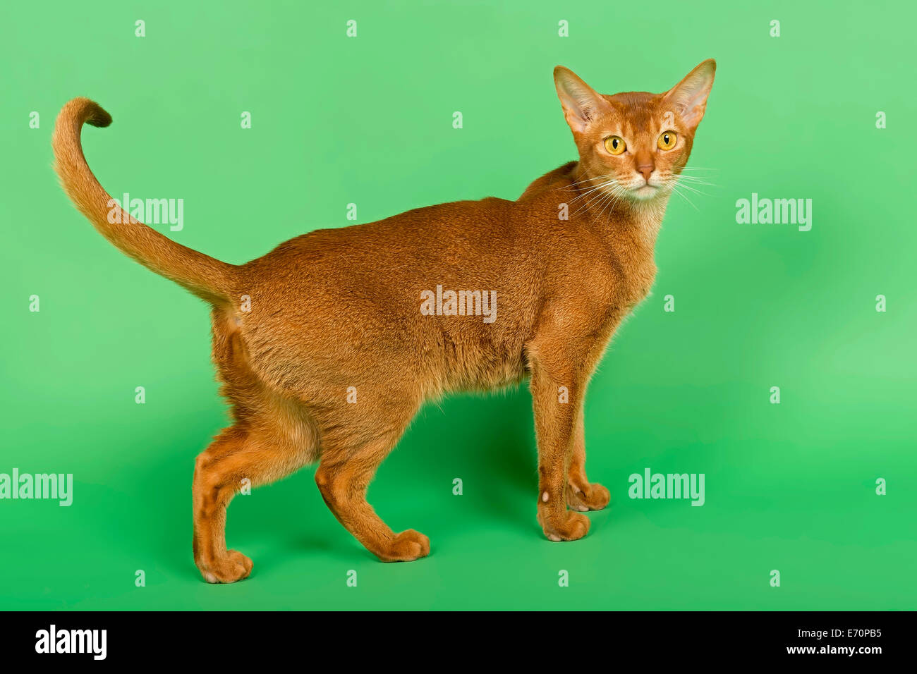Abyssinian Cat, 2 years, sorrel Stock Photo