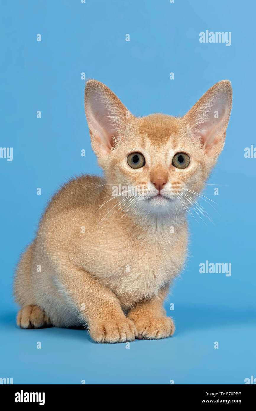 Grey Abyssinian Kitten