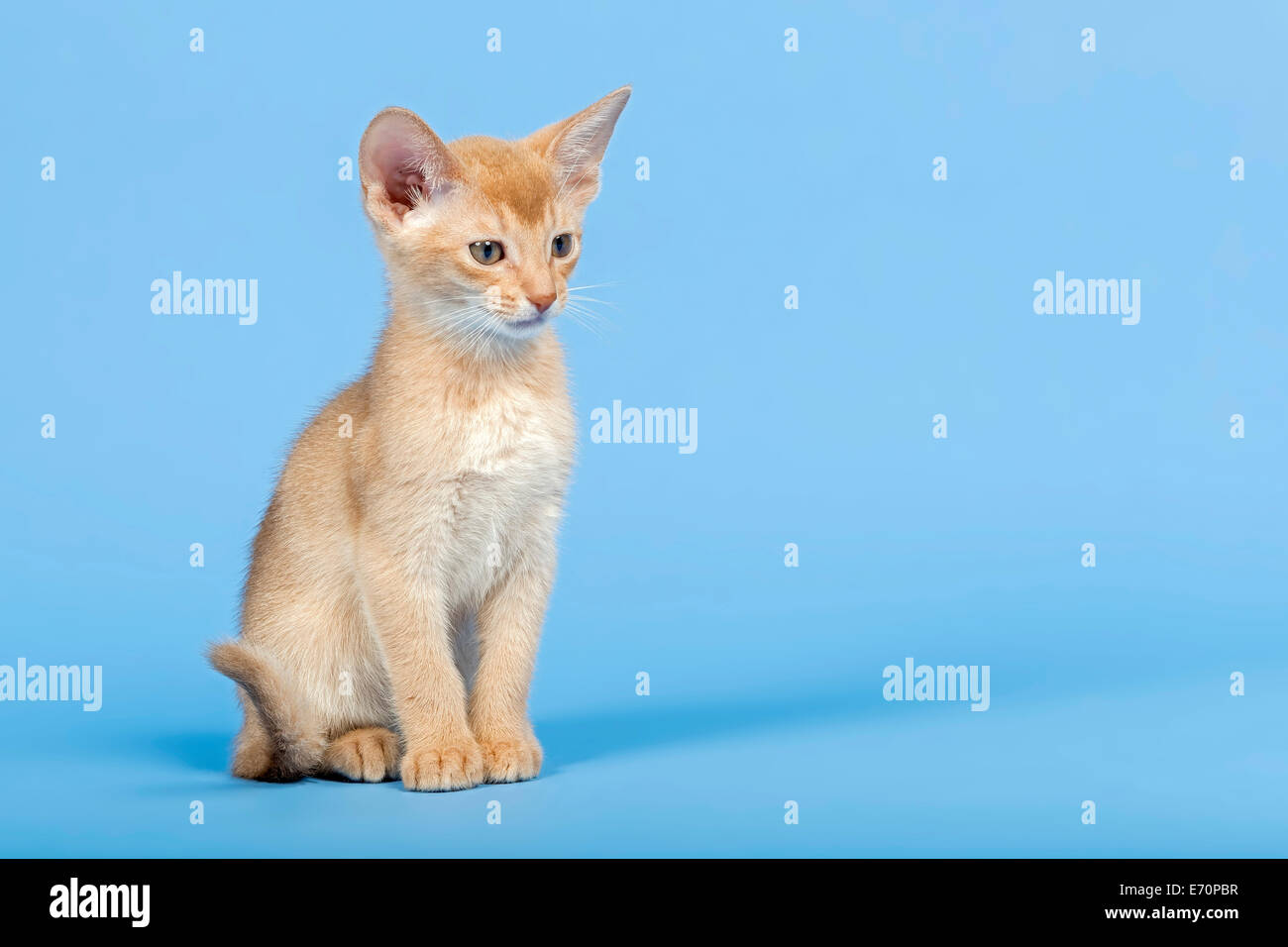 Abyssinian kitten, 9 weeks, colour fawn Stock Photo