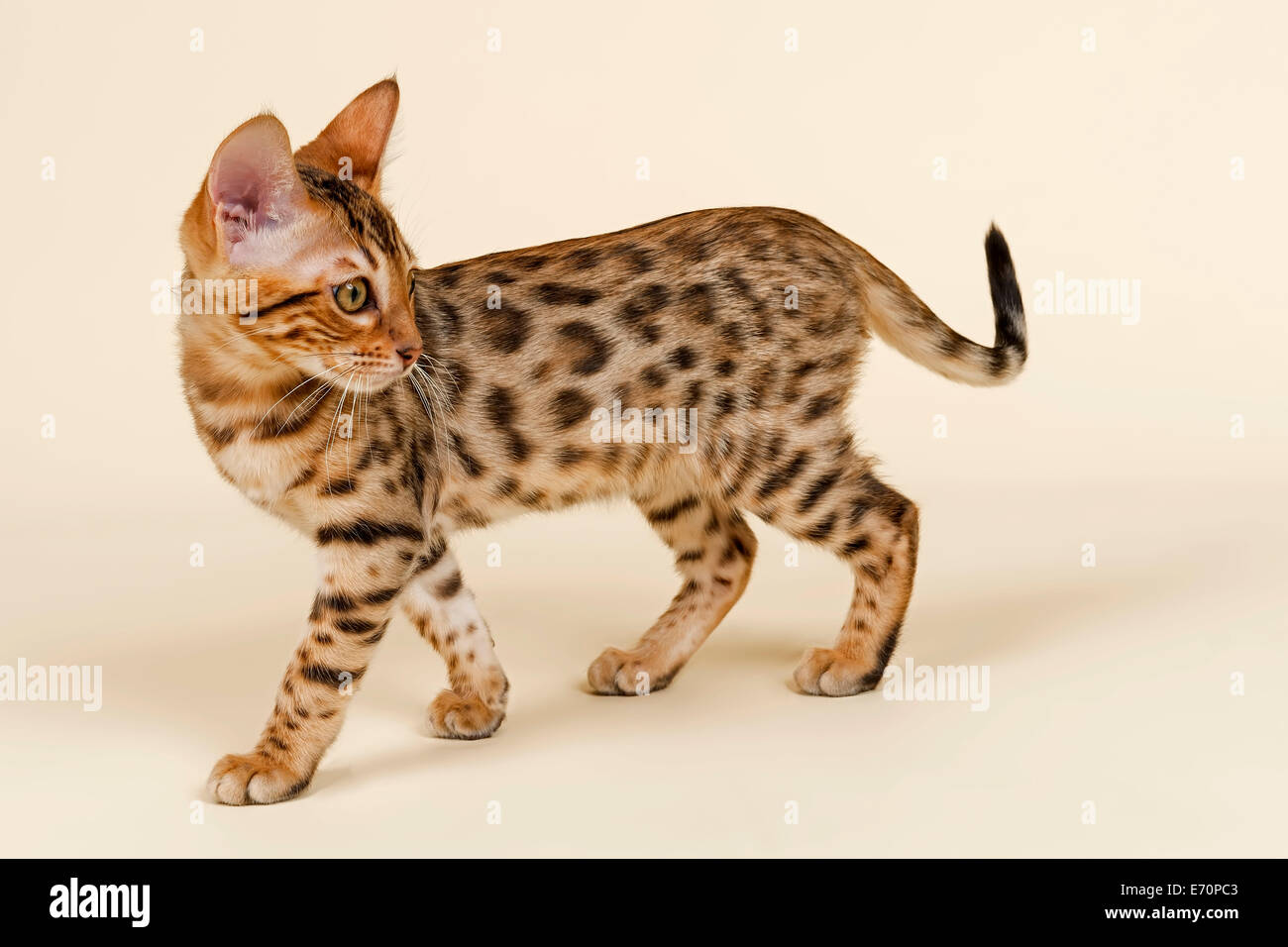 Bengal cat, kitten, coat colour brown rosetted, 16 weeks Stock Photo