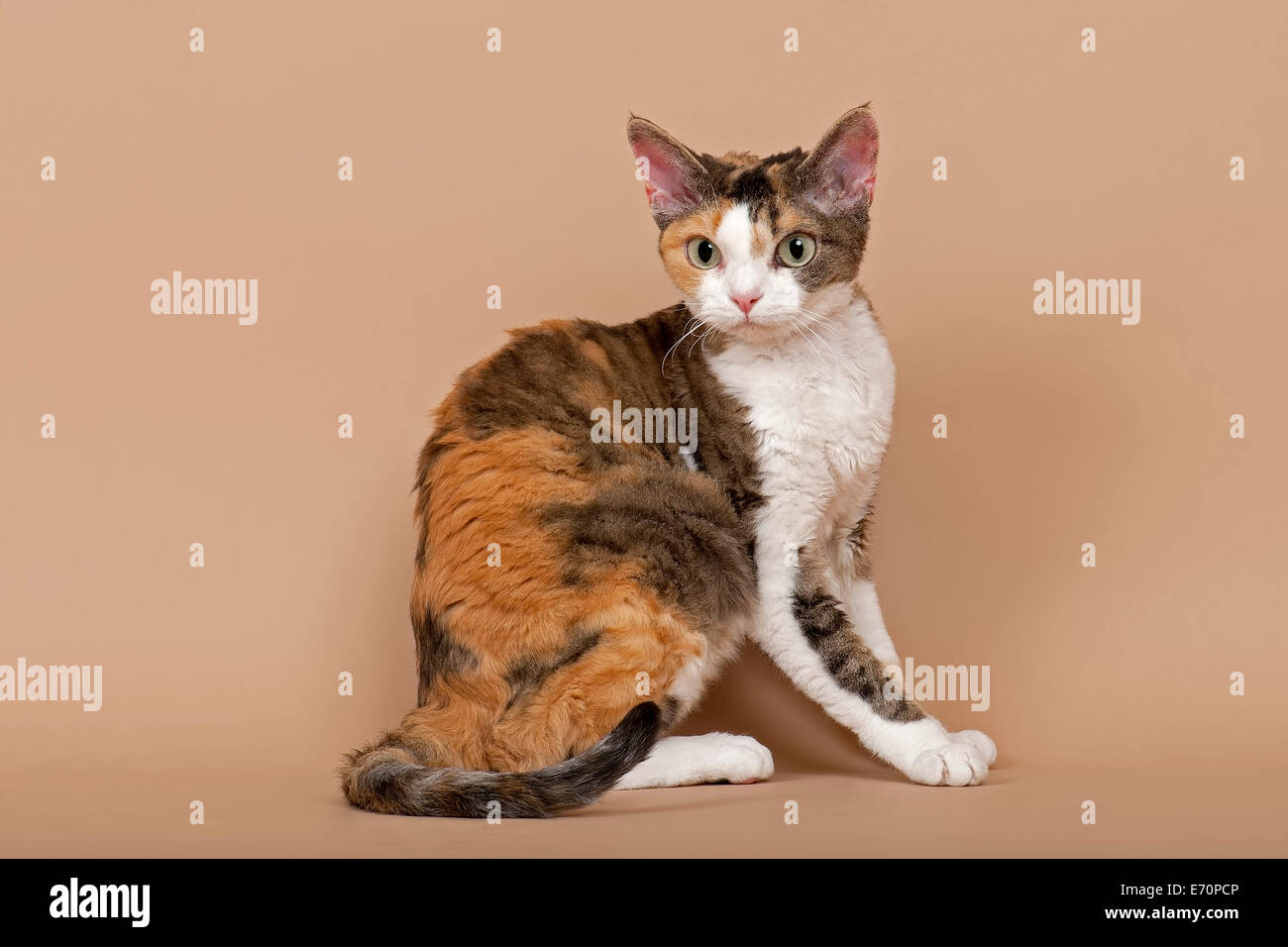 Cat breed hires stock photography and images Alamy