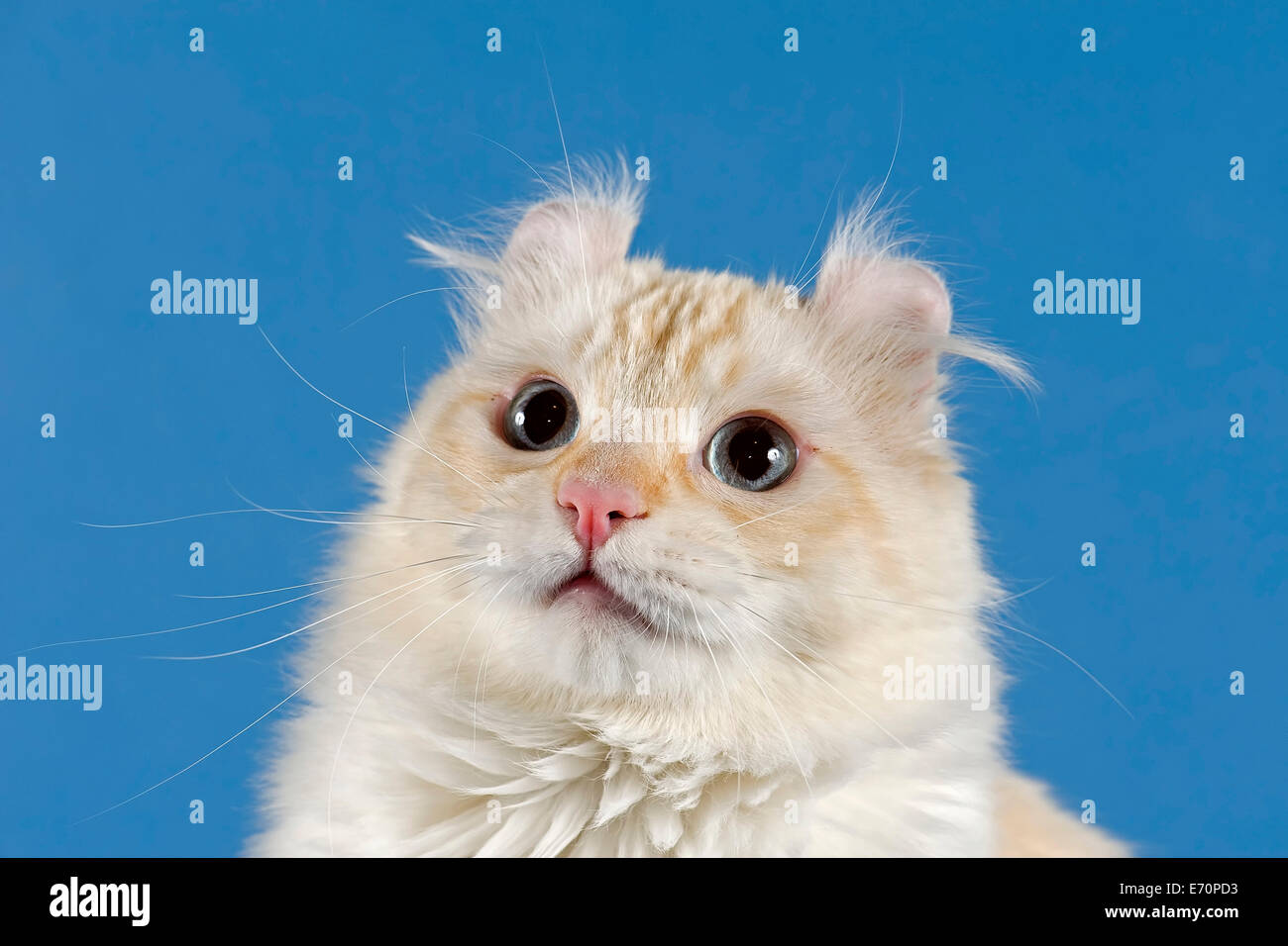 Pedigree cat, American Curl, cat breed Stock Photo Alamy