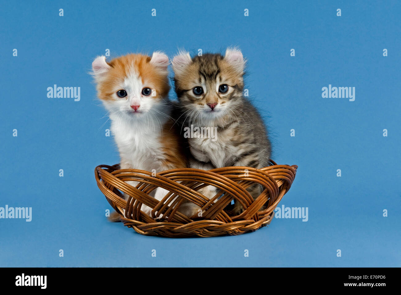 Pedigree cats, American Curl, cat breed, two kittens in a basket Stock Photo