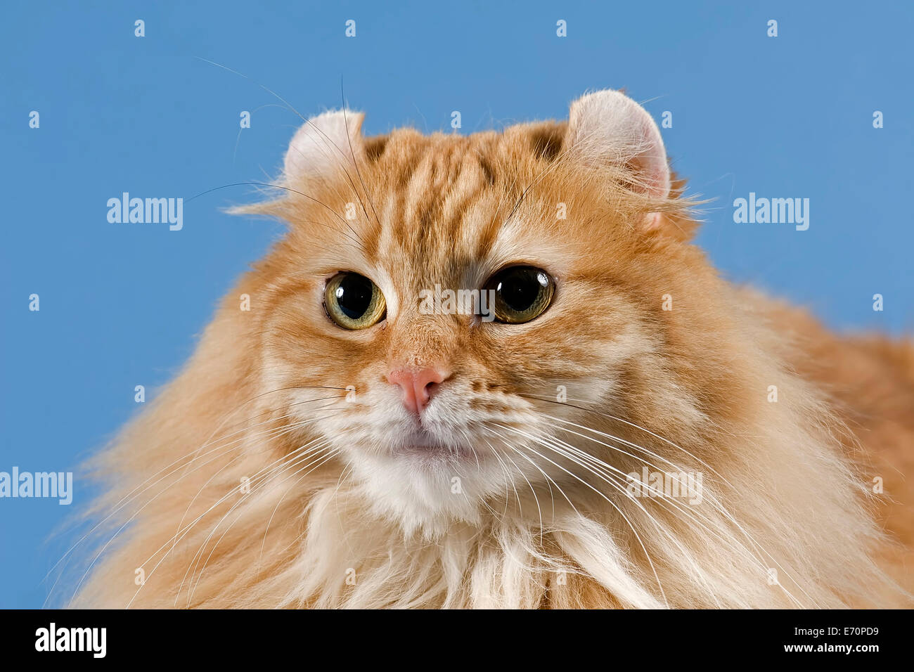 Pedigree cat, American Curl, cat breed Stock Photo Alamy