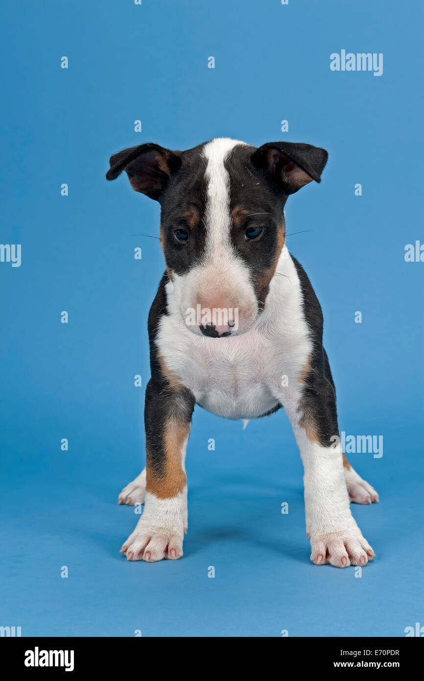 Bull Terrier Puppy 6 Weeks Tricolor Stock Photo Alamy