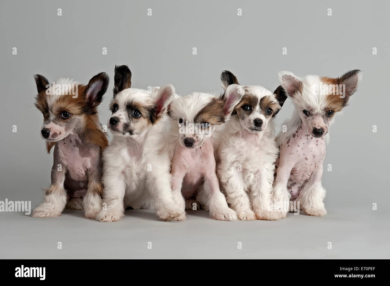 Five Chinese Crested Dogs, hairless and powder puff, puppies, 7 weeks Stock Photo