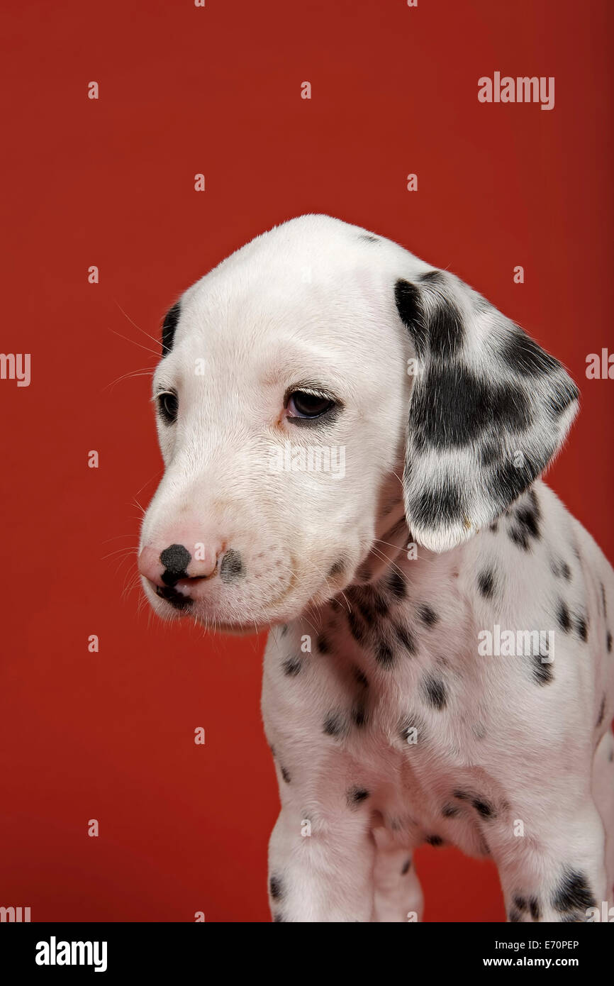Dalmatian puppy hires stock photography and images Alamy