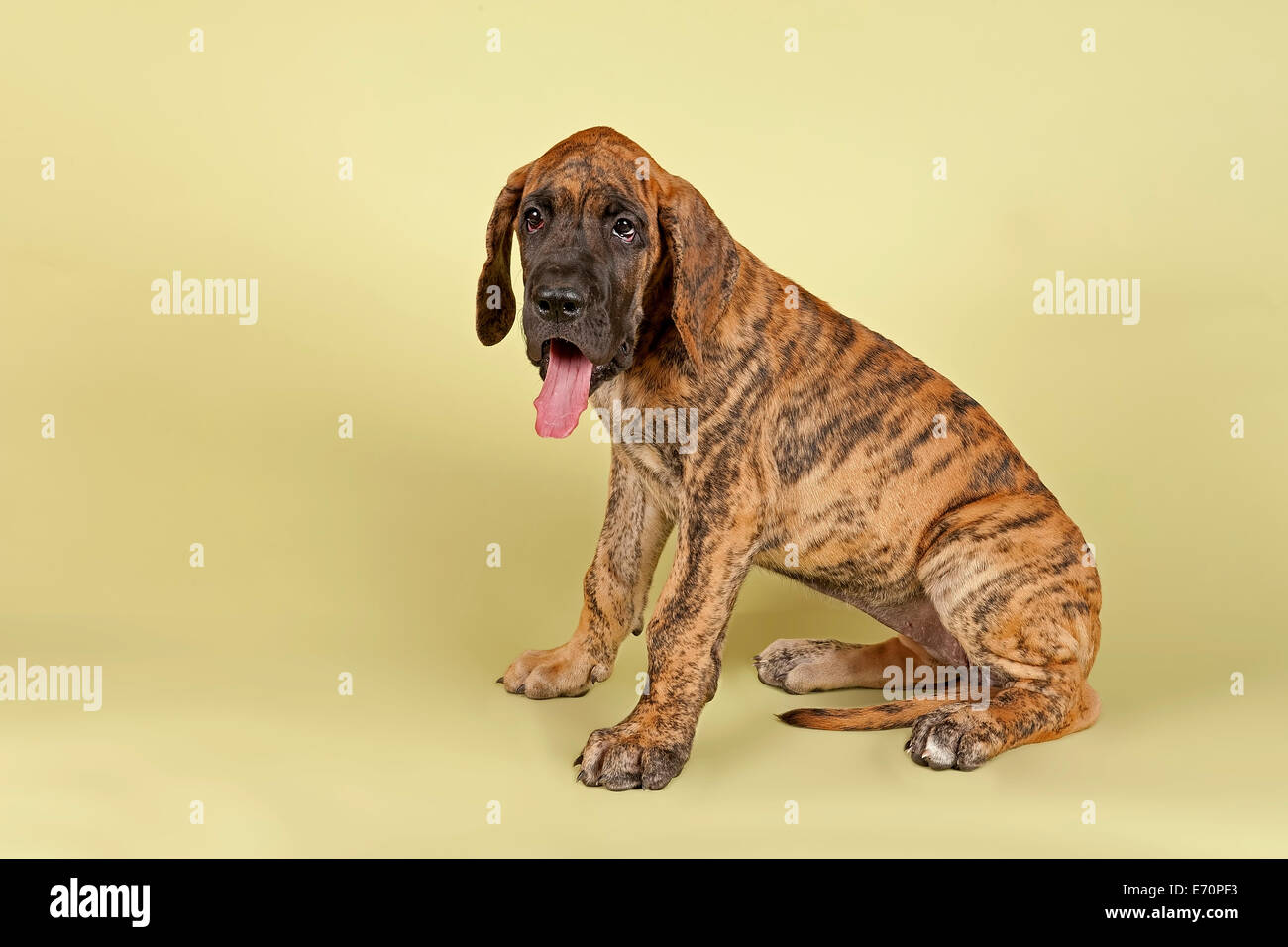 Brown Spotted Great Dane Puppy