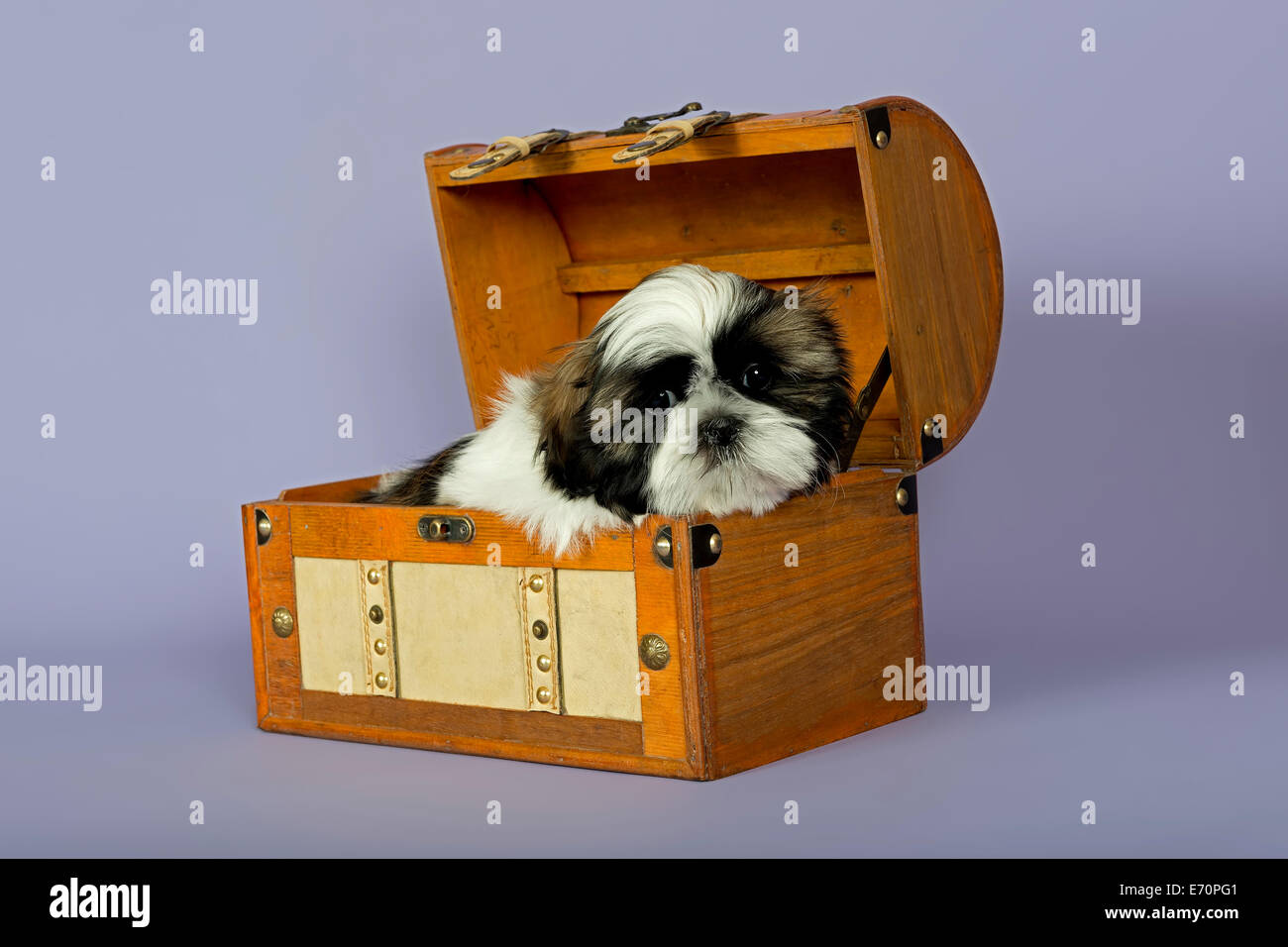 Shih Tzu puppy, 10 weeks, gold white, in a suitcase Stock Photo