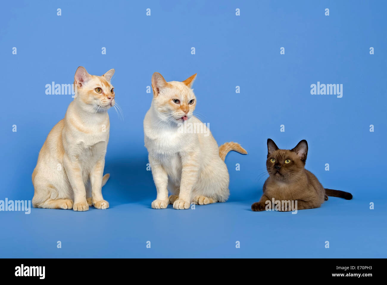 Three pedigree Burmese cats Stock Photo