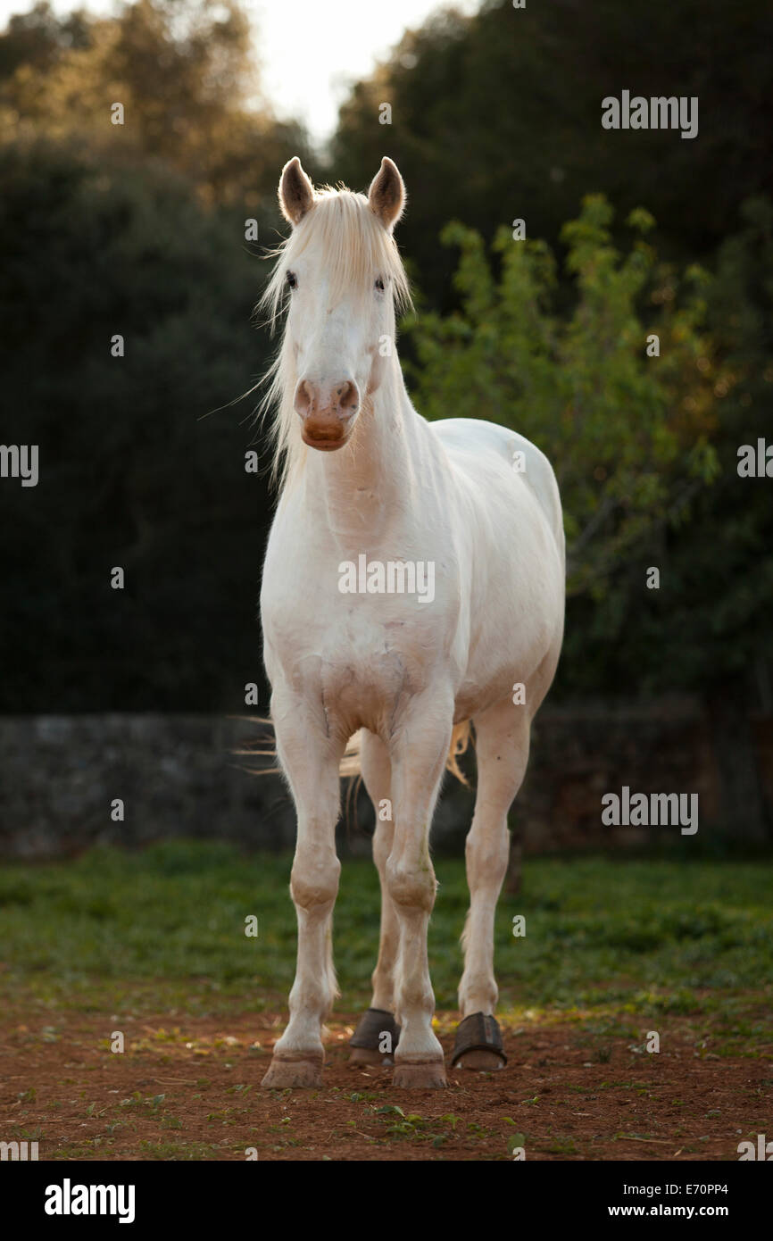 Appaloosa mix, grey horse, gelding, curious look, Majorca, Balearic Islands, Spain Stock Photo