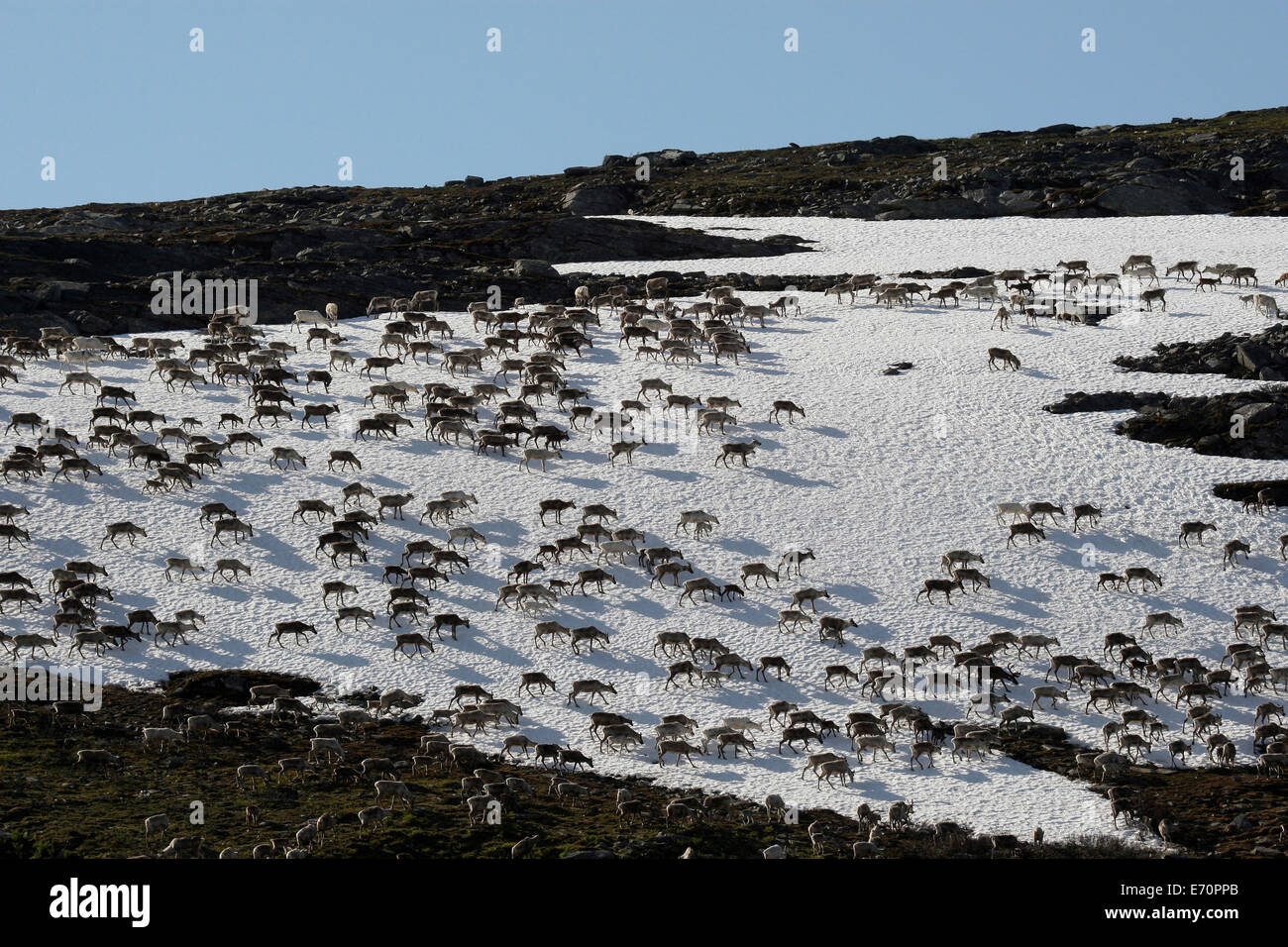 Reindeer (Rangifer tarandus) crossing a snowfield, North Norway, Norway Stock Photo