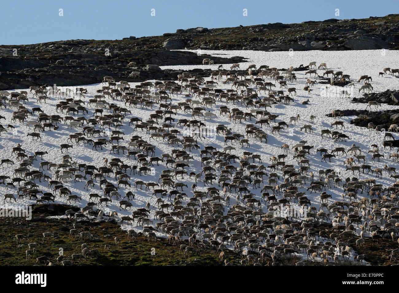 Reindeer (Rangifer tarandus) crossing a snowfield, North Norway, Norway Stock Photo