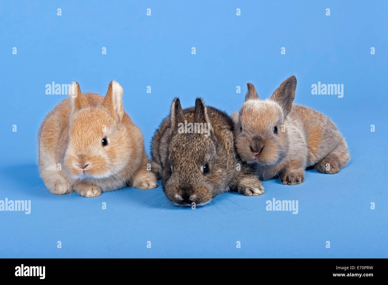 Three rabbits hi-res stock photography and images - Alamy