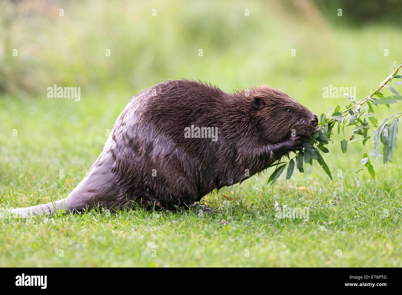 Eurasian Beaver (Castor fiber) feeding on a willow branch, Tyrol, Austria Stock Photo