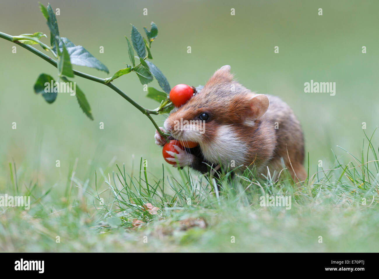 Hamster (Cricetus cricetus) taking a rosehip for its hoard, Austria Stock Photo