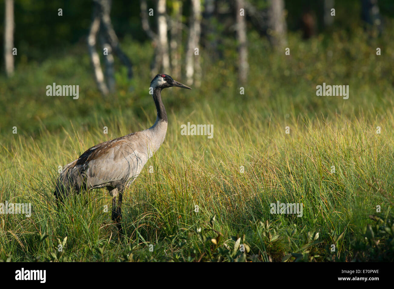 Common Crane (Grus grus), Västra Götaland County, Sweden Stock Photo