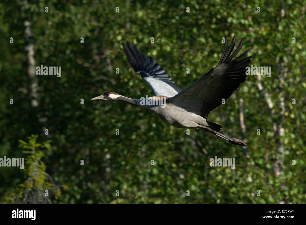 Common Crane (Grus grus), Västra Götaland County, Sweden Stock Photo