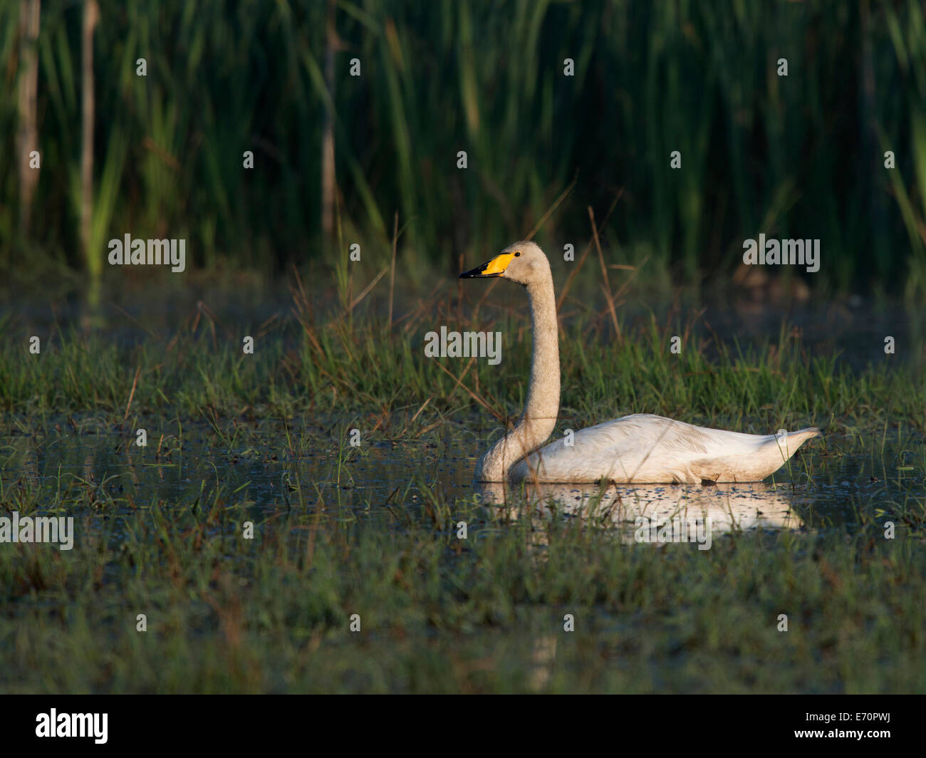 Whooper Swan (Cygnus cygnus), Västra Götaland County, Sweden Stock Photo