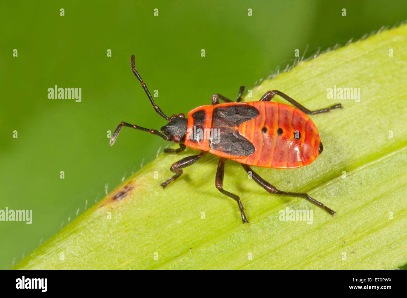 Firebug (Pyrrhocoris apterus) in the last larval stage, Baden-Württemberg, Germany Stock Photo