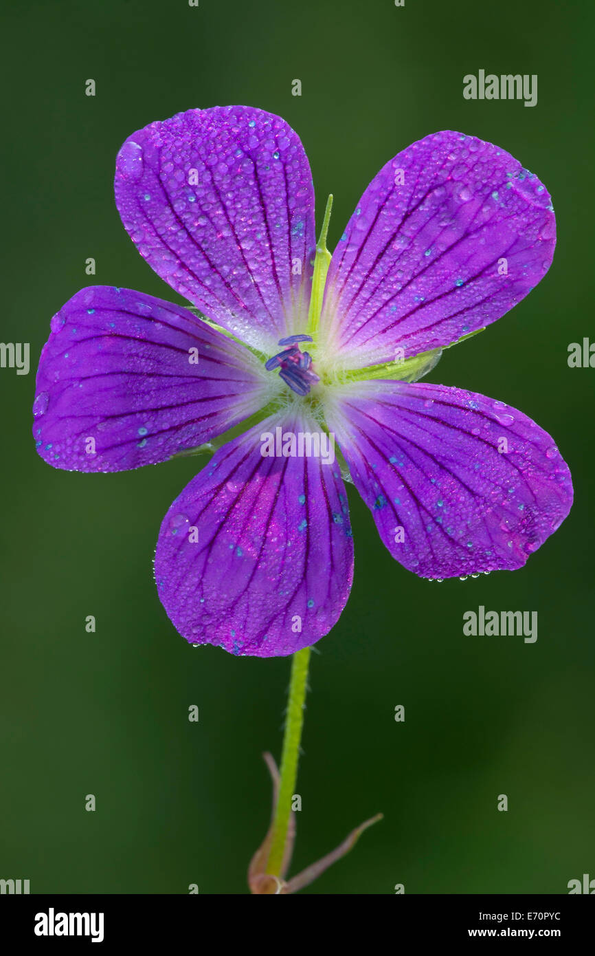 Wood Cranesbill (Geranium sylvaticum), Tyrol, Austria Stock Photo