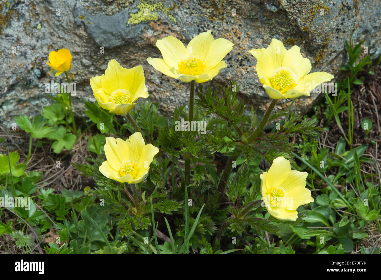 Alpine Anemones or Sulphur Anemones (Pulsatilla alpina ssp. Alpiifolia), Kaunertal valley, Tyrol, Austria Stock Photo