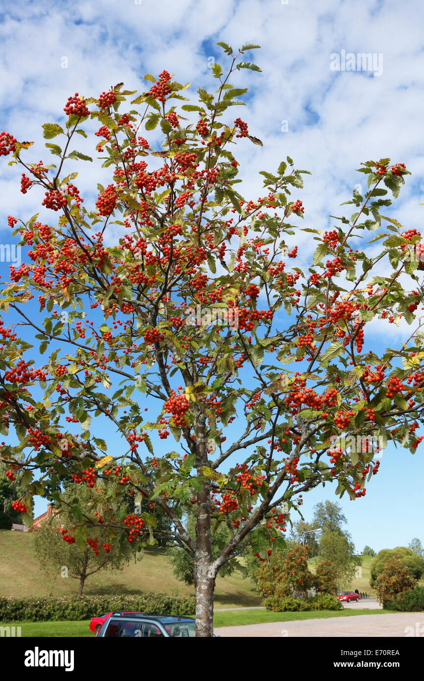 Sorbus hybrida, Swedish service tree Stock Photo
