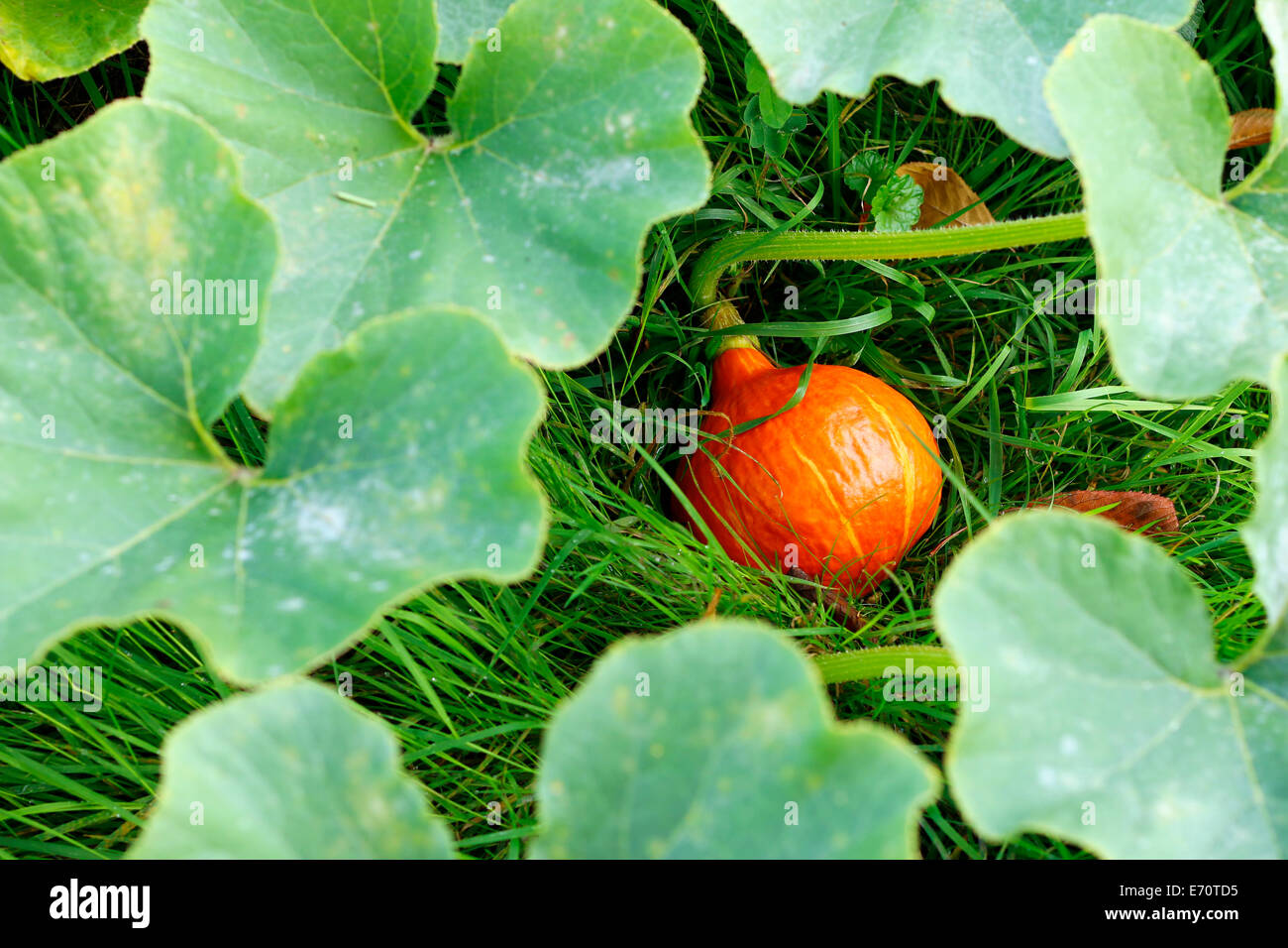 pumpkin in the grass Stock Photo - Alamy