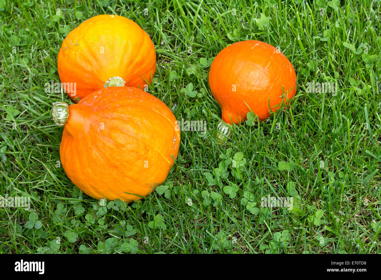 pumpkins in the grass Stock Photo - Alamy