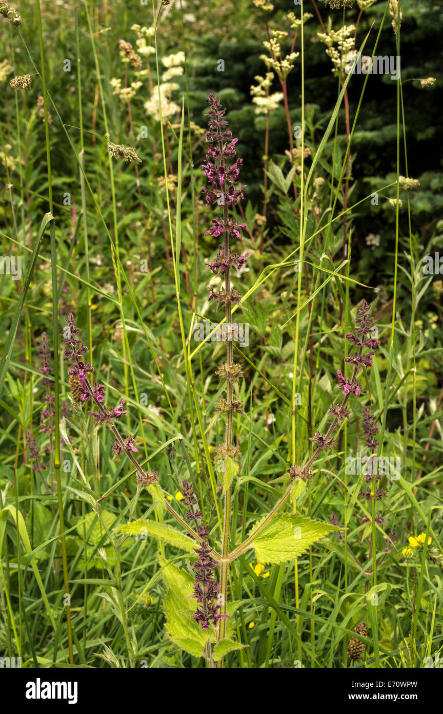 A common plant of hedgerows and field edges Stock Photo