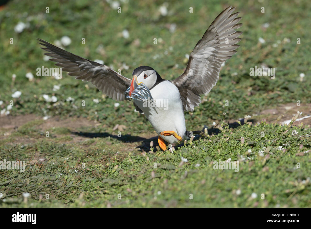 Puffin (Fratercula arctica) touching down with a beak overflowing with fish Stock Photo