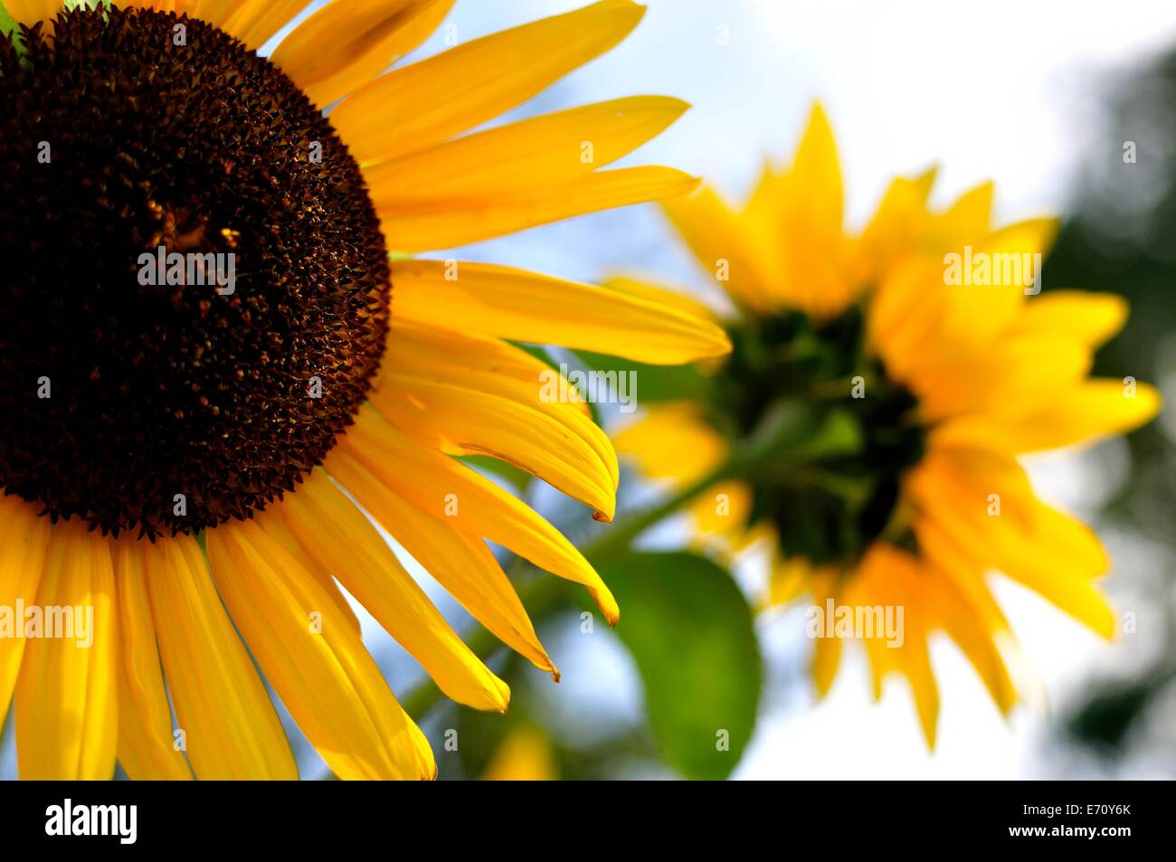 Two Sunflowers facigng in different directions Stock Photo Alamy