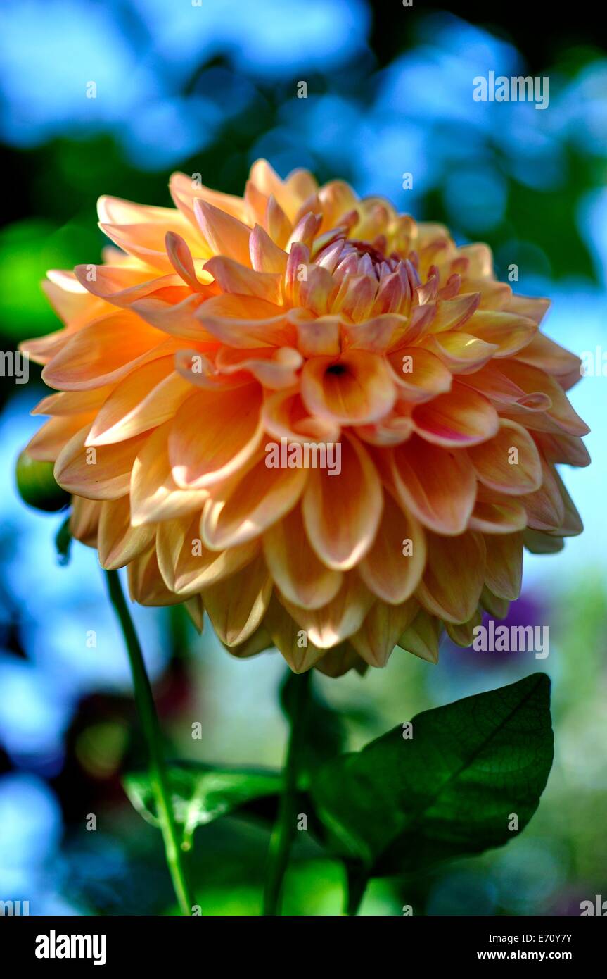 Dahania (Peach)