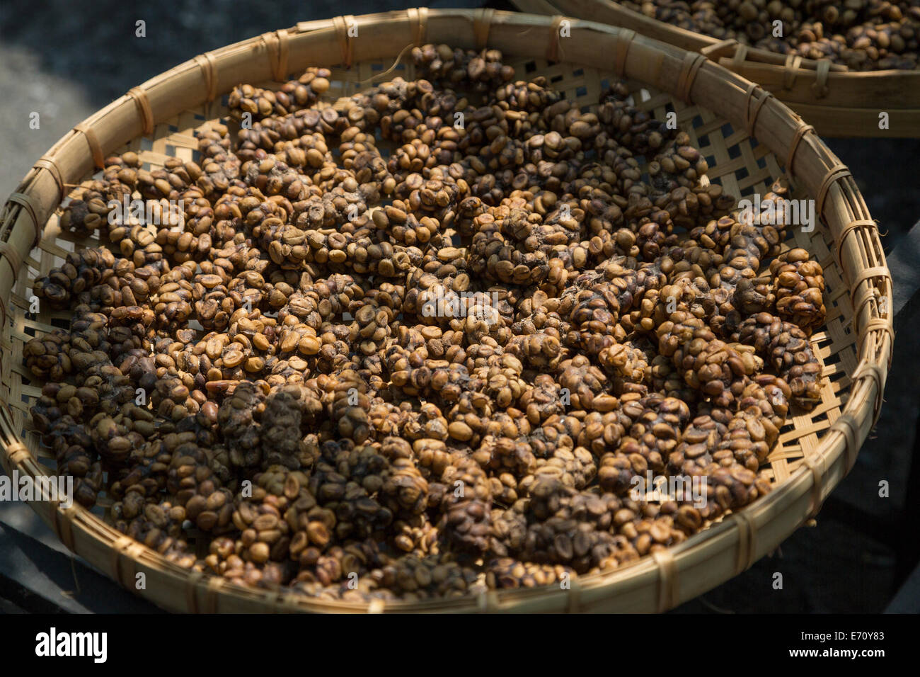 Borobudur, Java, Indonesia.  Gourmet Coffee.  Asian Palm Civet Feces Containing Undigested Coffee Beans. Stock Photo