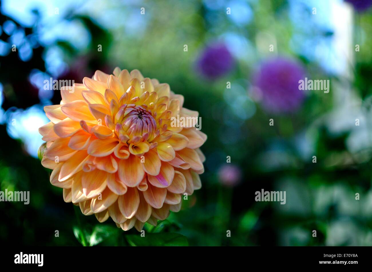 peach dahlia in English country garden with purple dahlias blurred in the background, late summer Stock Photo