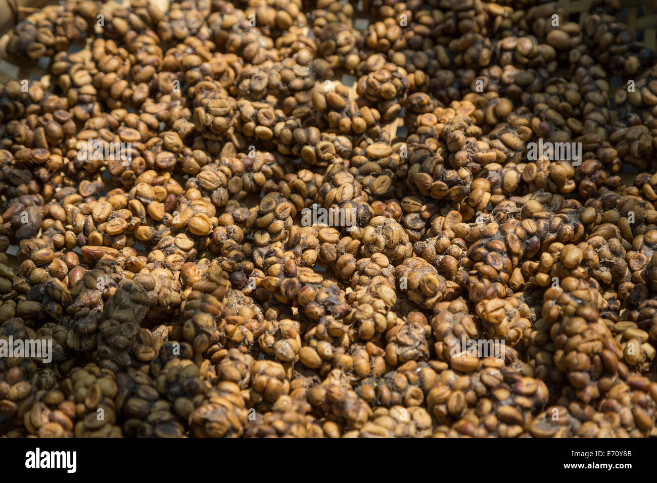 Borobudur, Java, Indonesia.  Gourmet Coffee.  Asian Palm Civet Feces Containing Undigested Coffee Beans. Stock Photo