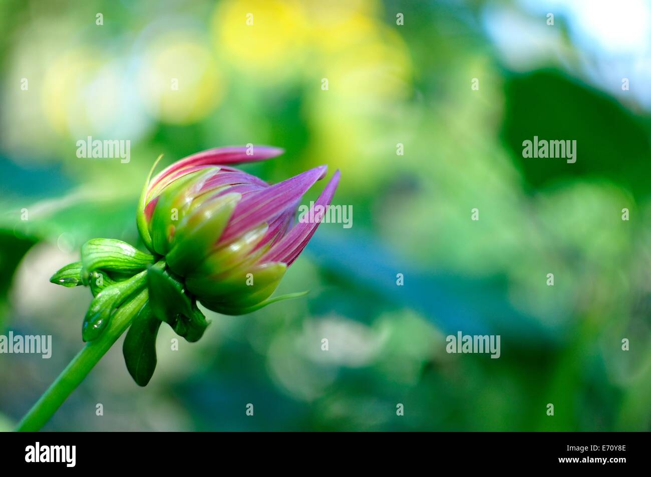 artistic capture of a dahlia flower in the process of opening, in an