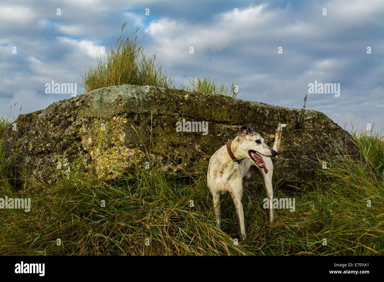 Dog with old gun emplacement Stock Photo