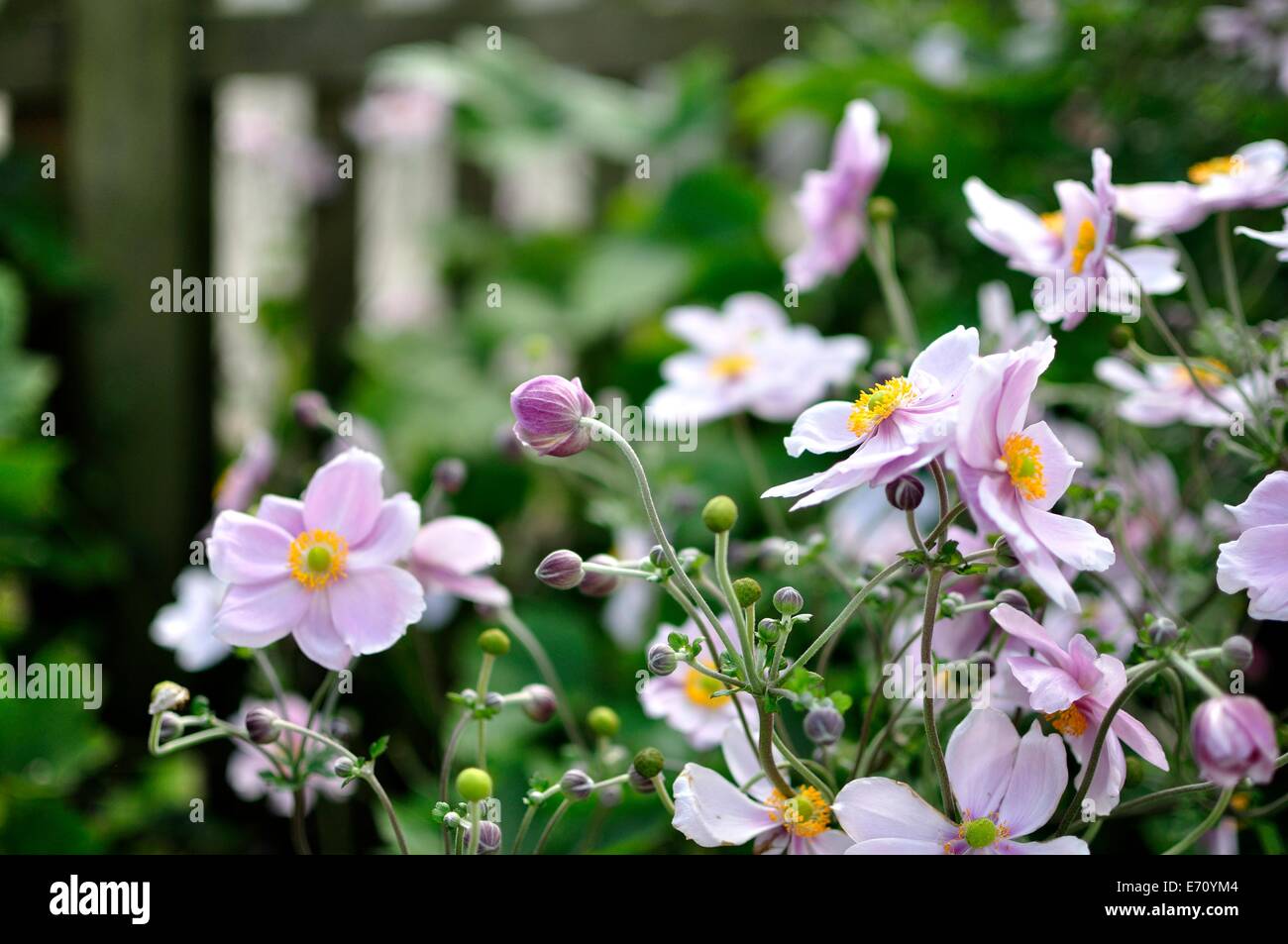 Anemone japonica hires stock photography and images Alamy