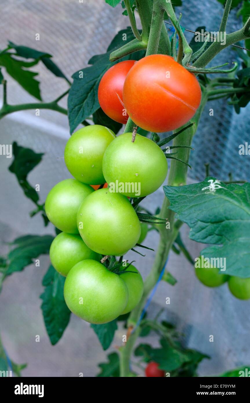 home grown, organic red and green tomatoes on the vine Stock Photo