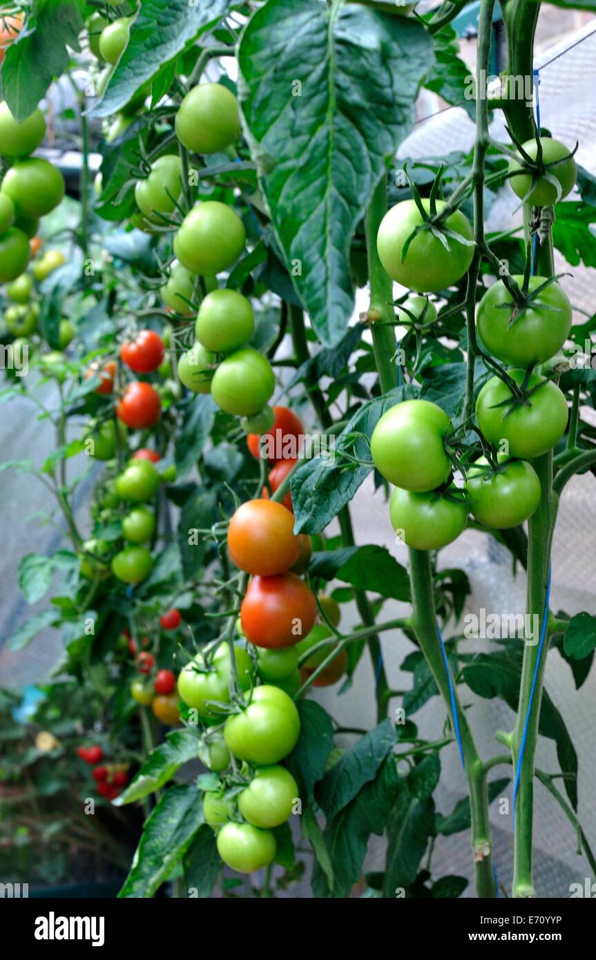 home grown red and green tomatoes on the vine Stock Photo - Alamy