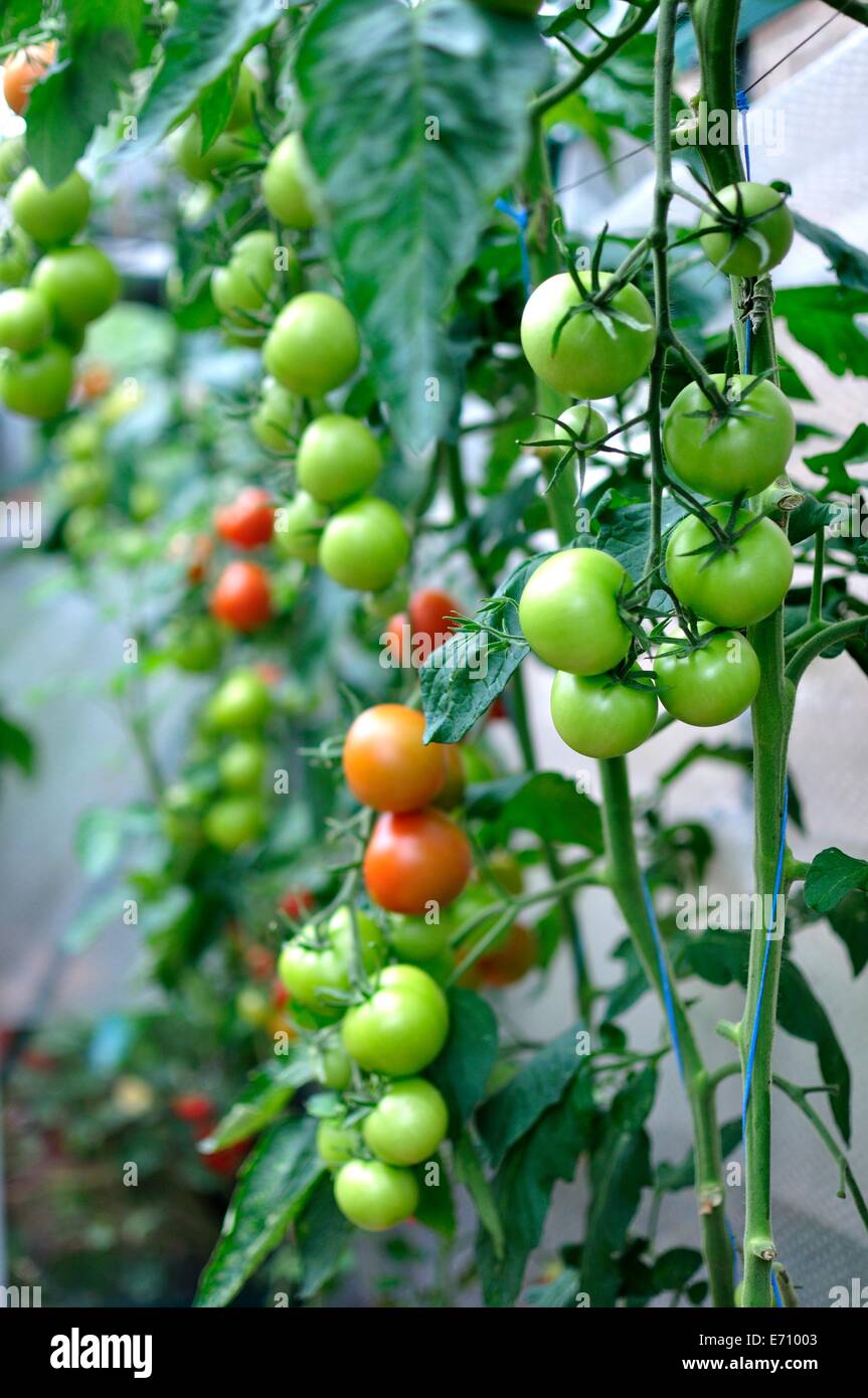 red and green tomatoes on the vine Stock Photo - Alamy