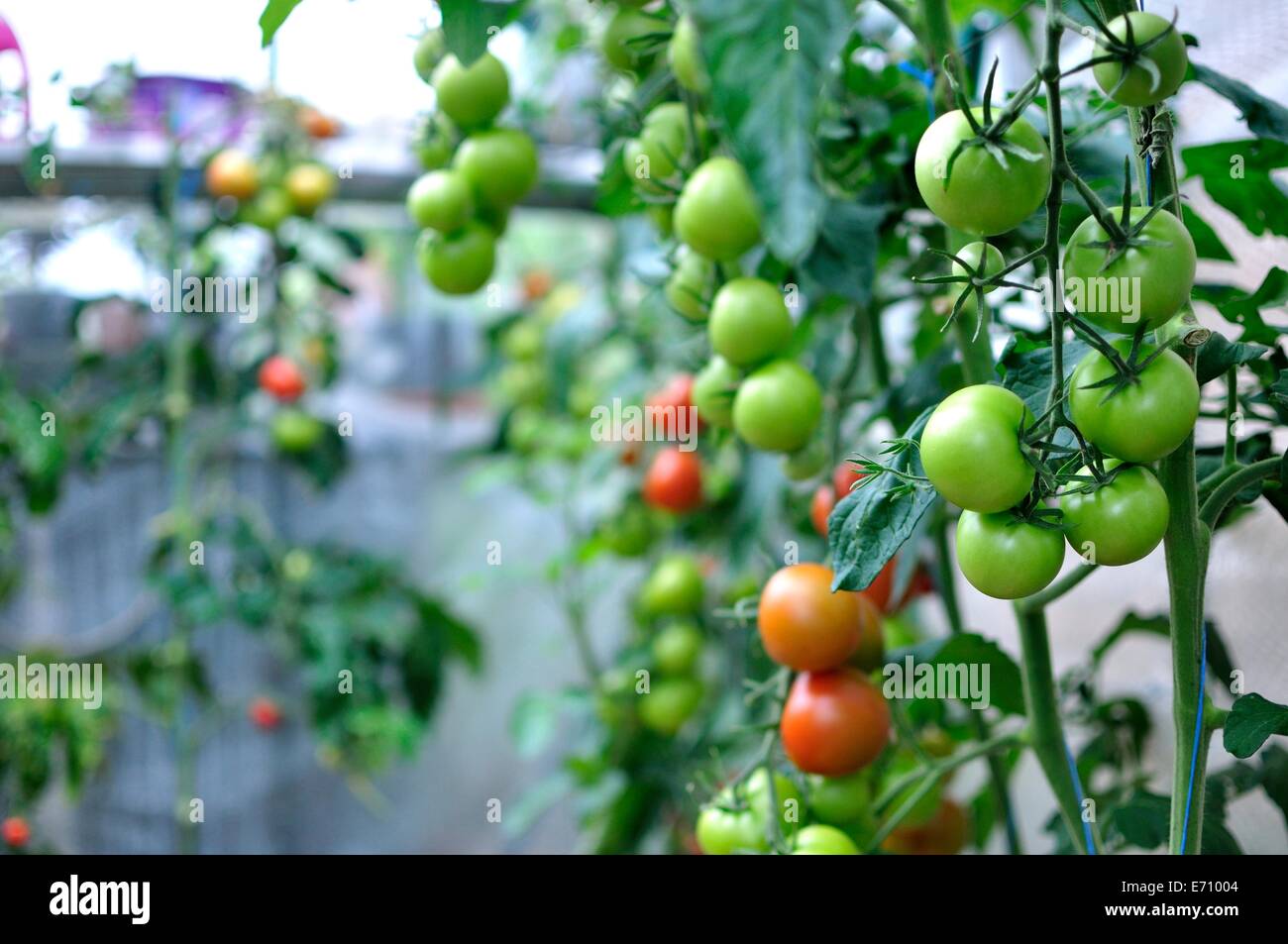 British homegrown red and green tomatoes on the vine Stock Photo - Alamy