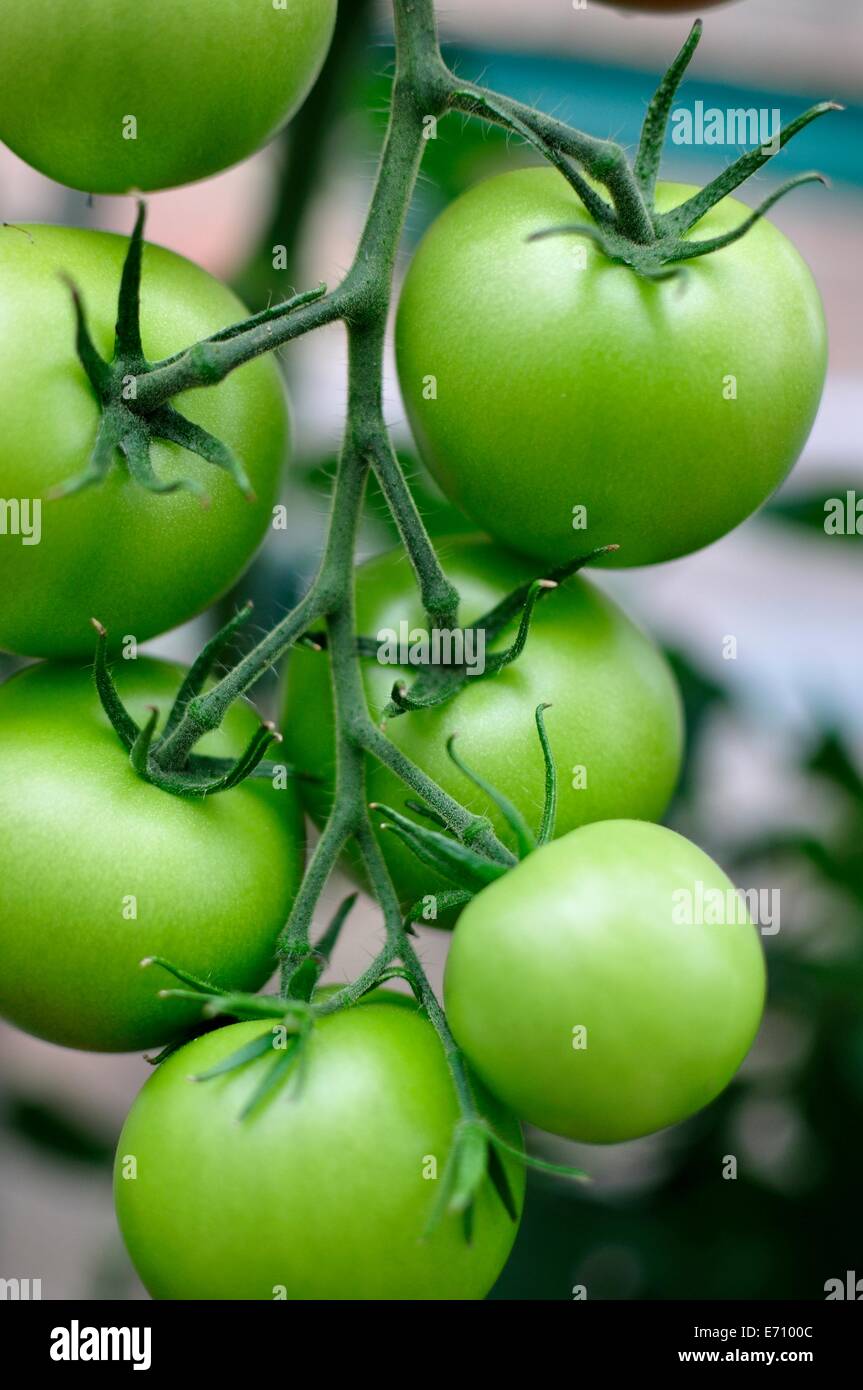 green tomatoes on the vine Stock Photo - Alamy