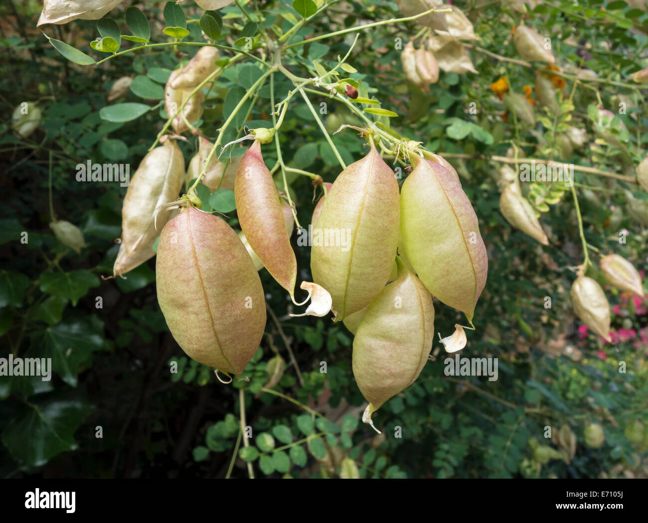 Common bladder senna inflated fruits Stock Photo