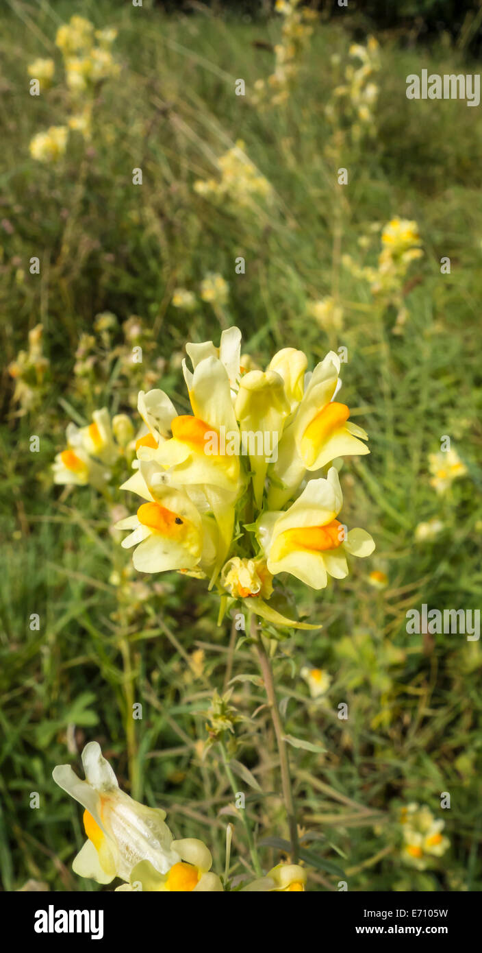 Yellow flower of Common Toadflax wild plant in park Stock Photo