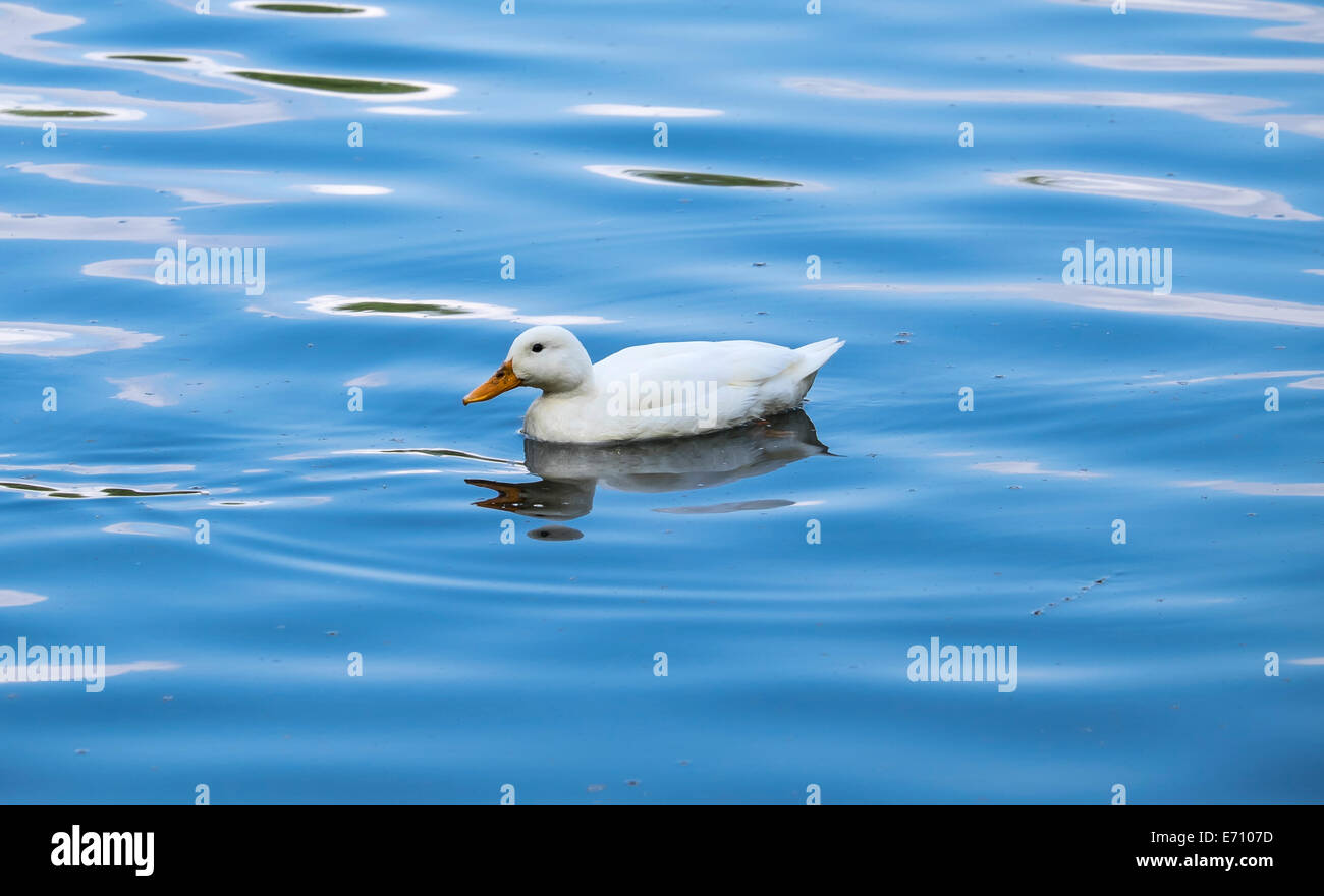 Pekin duck on lake Stock Photo