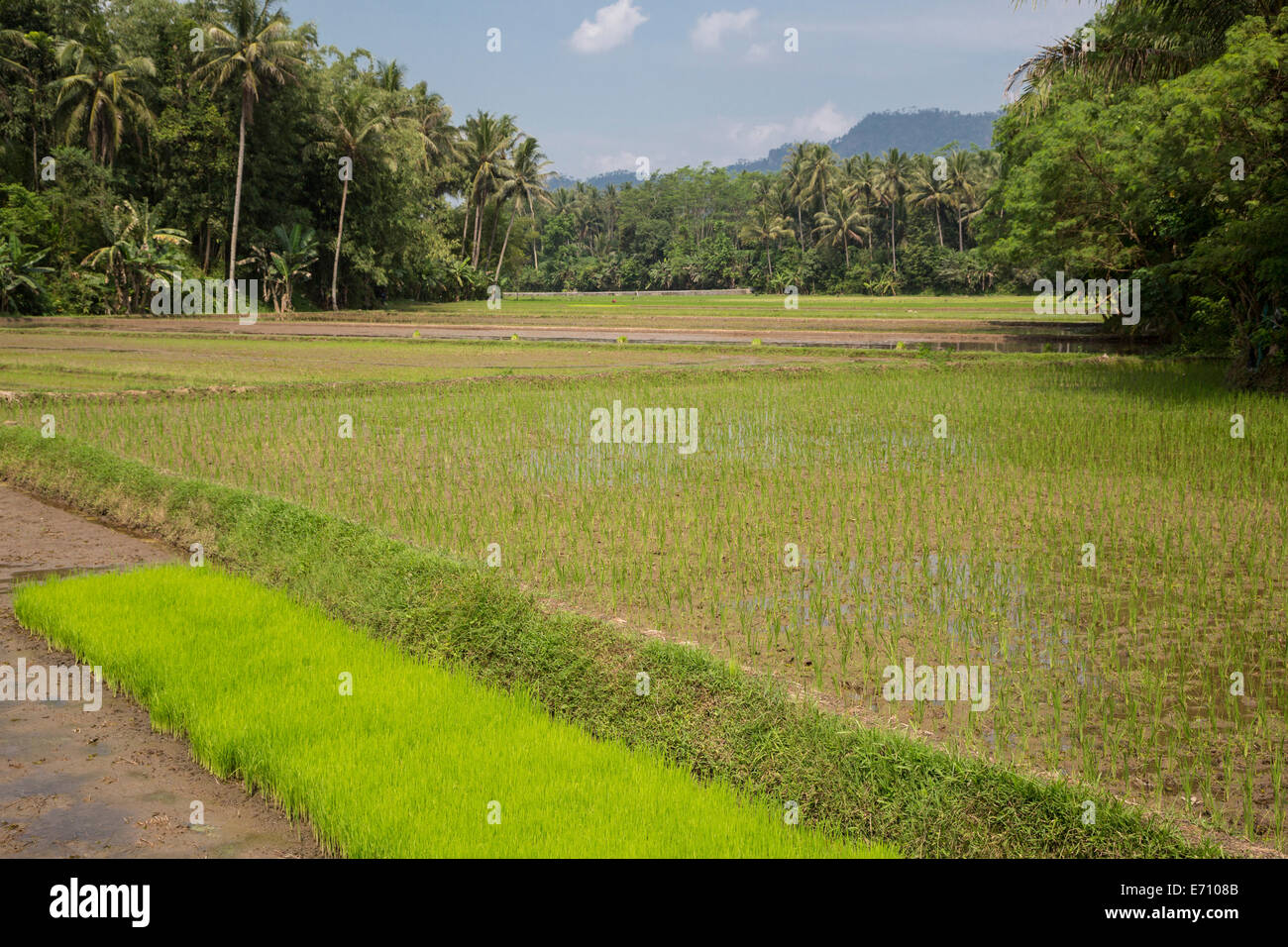 Borobudur, Java, Indonesia. Young Rice Growing in the Field Stock Photo ...